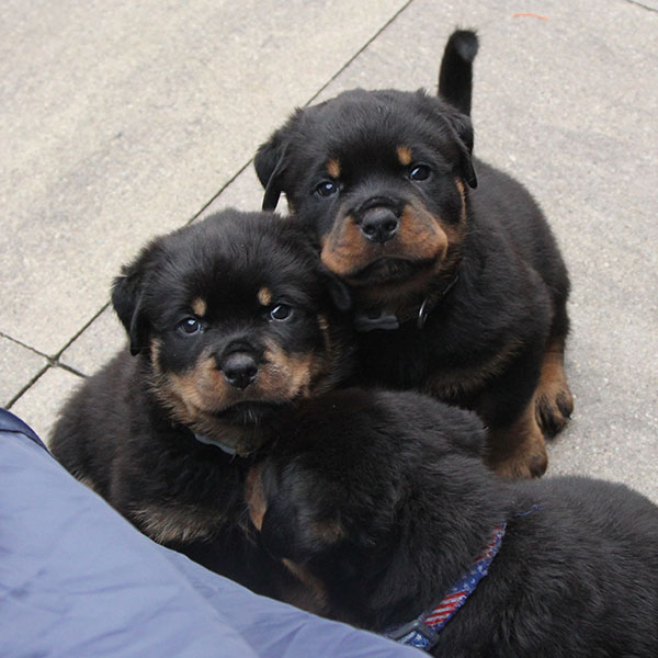 a2-nest week 6 pupfoto 6zl