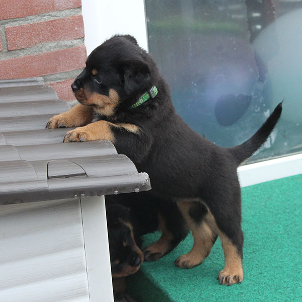 a2-nest week 6 pupfoto 6zn