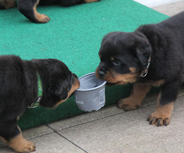 a2-nest week 6 pupfoto 6zo