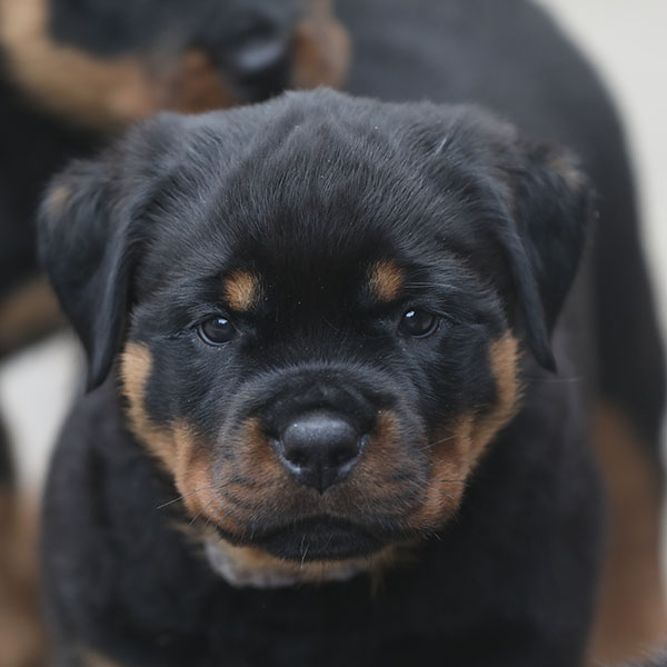 a2-nest week 7 pupfoto 7b