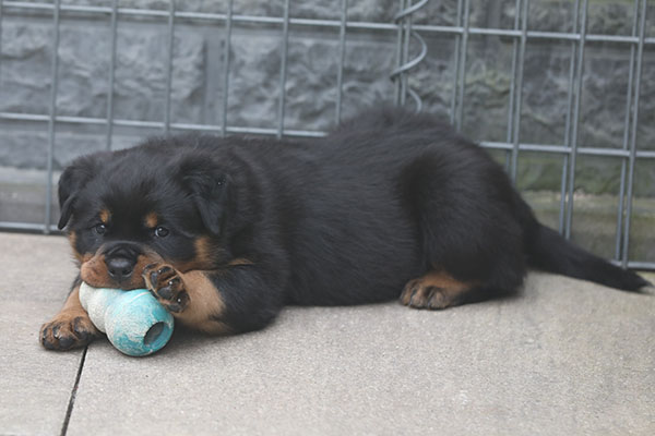 a2-nest week 7 pupfoto 7e