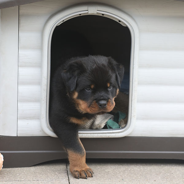 a2-nest week 7 pupfoto 7h