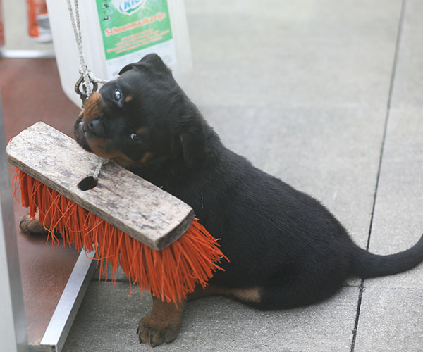 a2-nest week 7 pupfoto 7k