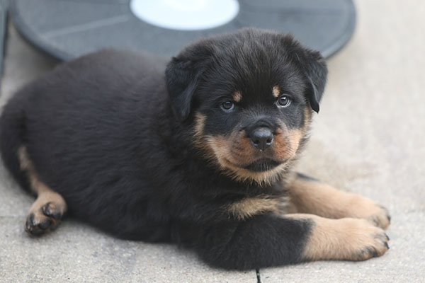 a2-nest week 7 pupfoto 7m