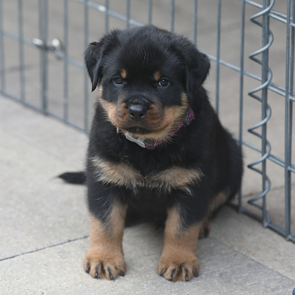 a2-nest week 7 pupfoto 7o