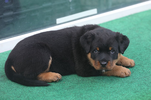 a2-nest week 7 pupfoto 7t