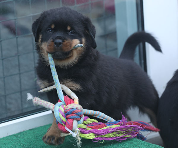 a2-nest week 7 pupfoto 7v