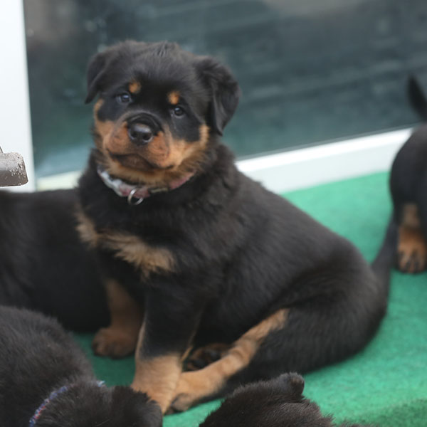 a2-nest week 7 pupfoto 7x