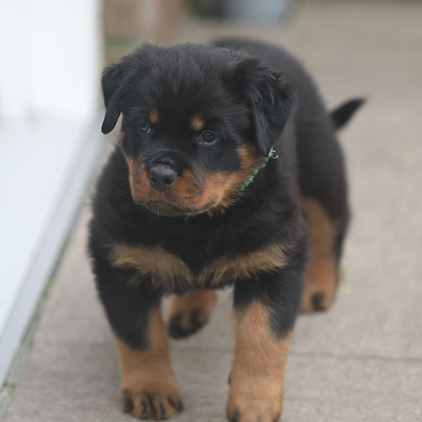 a2-nest week 7 pupfoto 7ze