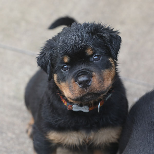 a2-nest week 7 pupfoto 7zf