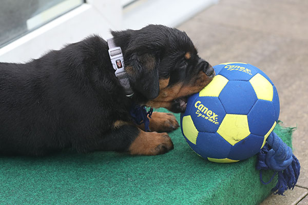 a2-nest week 7 pupfoto 7zi