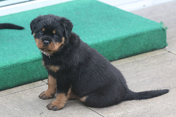 a2-nest week 7 pupfoto 7zj