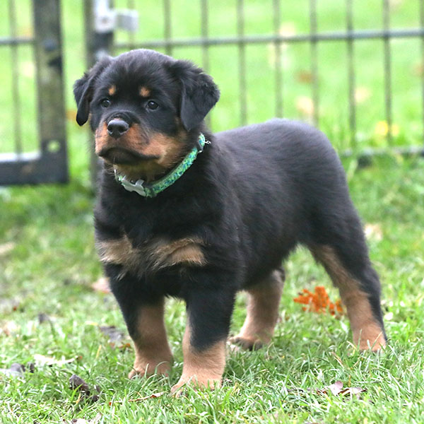 a2-nest week 8 pupfoto 8a