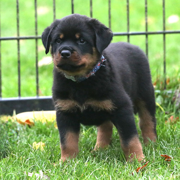 a2-nest week 8 pupfoto 8c