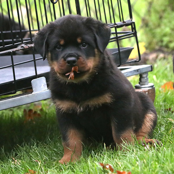 a2-nest week 8 pupfoto 8d