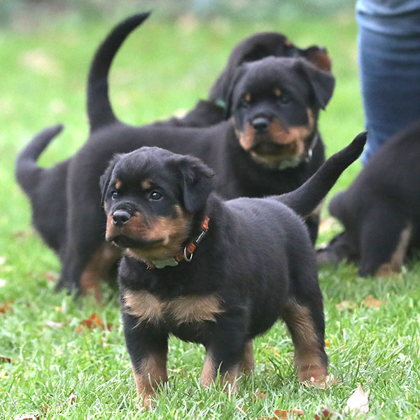 a2-nest week 8 pupfoto 8i