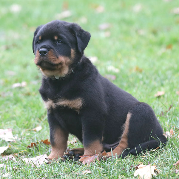 a2-nest week 8 pupfoto 8j