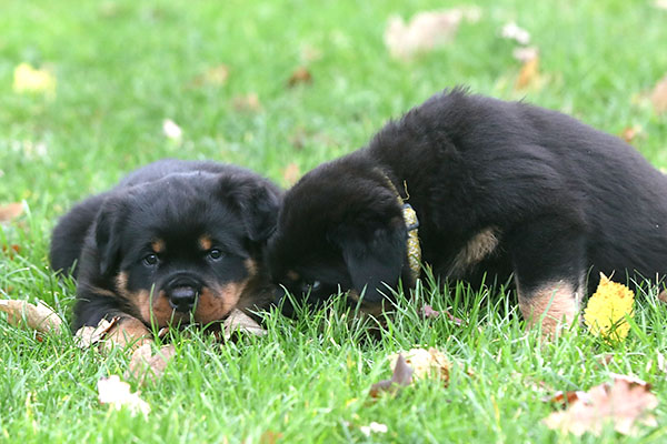 a2-nest week 8 pupfoto 8k