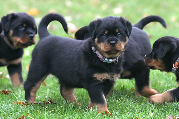 a2-nest week 8 pupfoto 8l