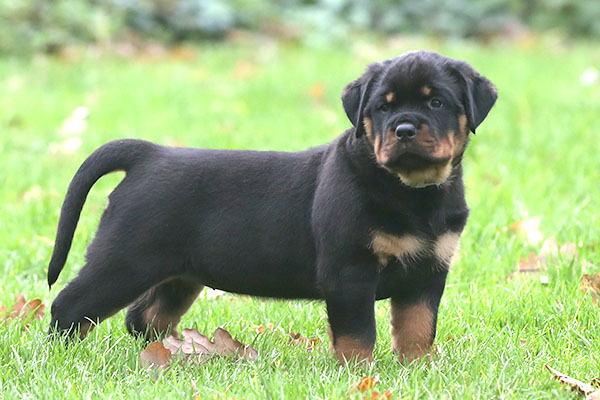 a2-nest week 8 pupfoto 8m