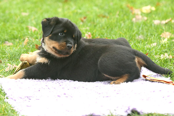 a2-nest week 8 pupfoto 8n