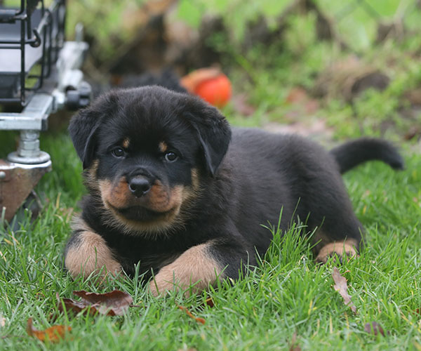 a2-nest week 8 pupfoto 8p