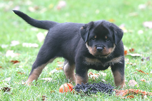 a2-nest week 8 pupfoto 8t