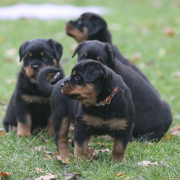 a2-nest week 8 pupfoto 8u