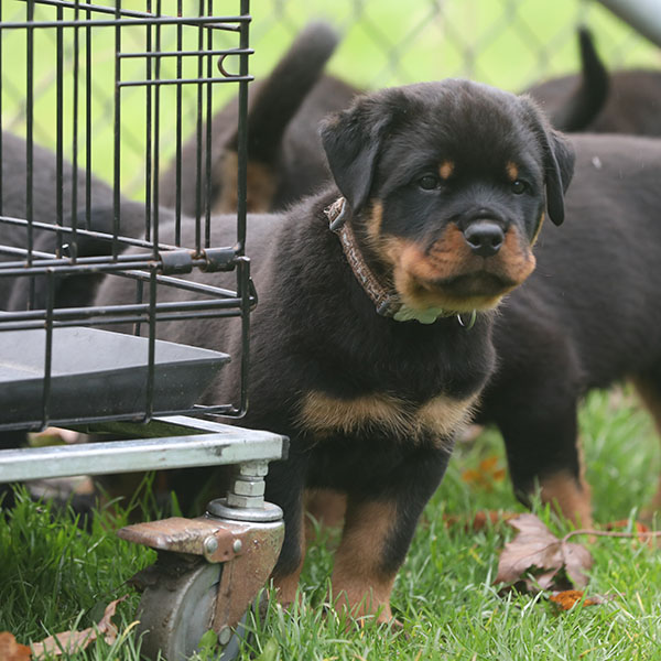 a2-nest week 8 pupfoto 8v