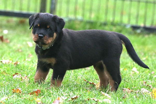 a2-nest week 8 pupfoto 8w