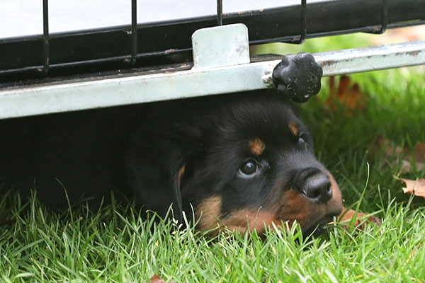 a2-nest week 8 pupfoto 8x