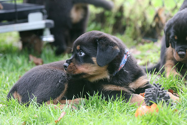 a2-nest week 8 pupfoto 8y