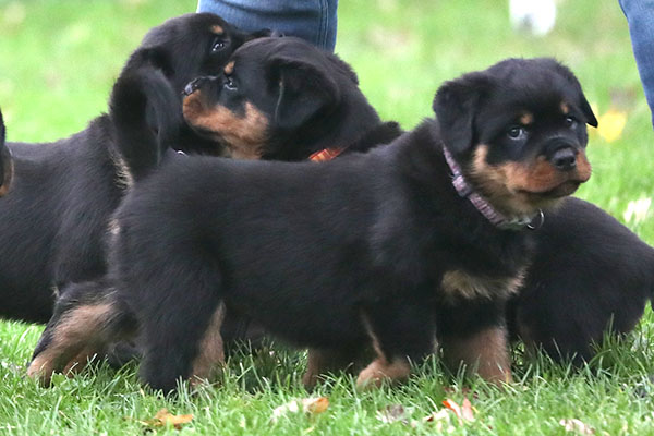 a2-nest week 8 pupfoto 8z