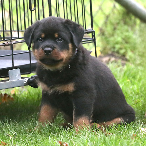 a2-nest week 8 pupfoto 8zd