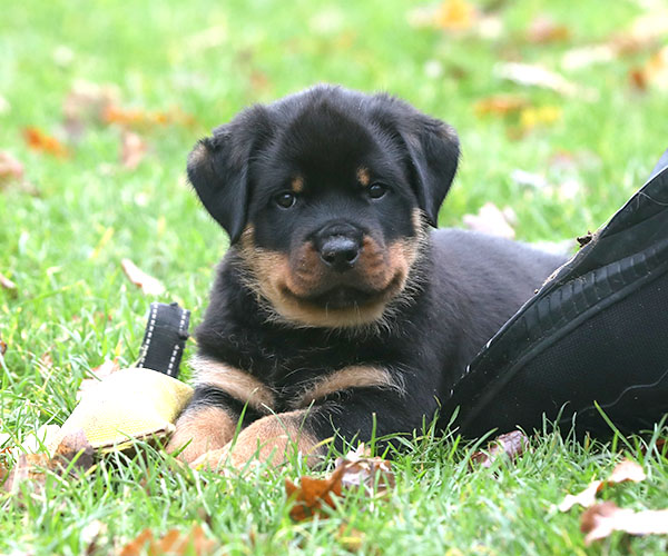 a2-nest week 8 pupfoto 8ze