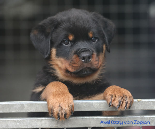 a2-nest week 8 pupfoto 8zh