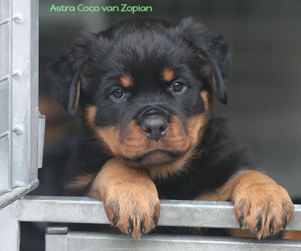 a2-nest week 8 pupfoto 8zj