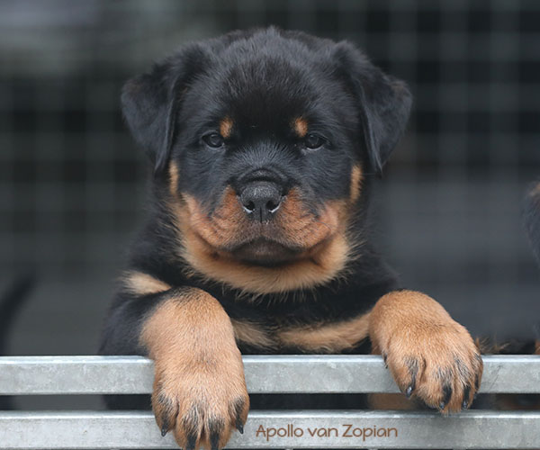 a2-nest week 8 pupfoto 8zl