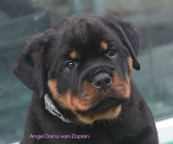 a2-nest week 8 pupfoto 8zn