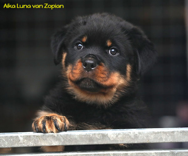 a2-nest week 8 pupfoto 8zt