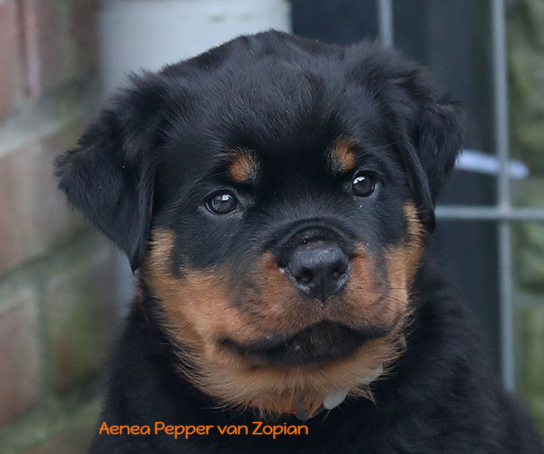 a2-nest week 8 pupfoto 8zv