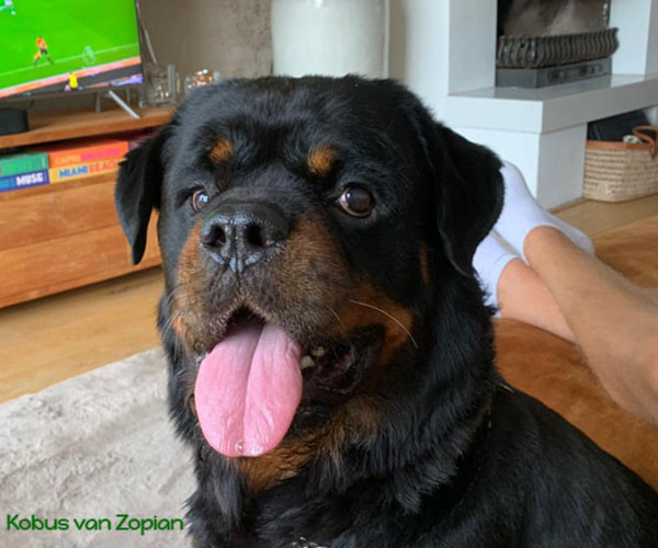 Kobus-van-Zopian