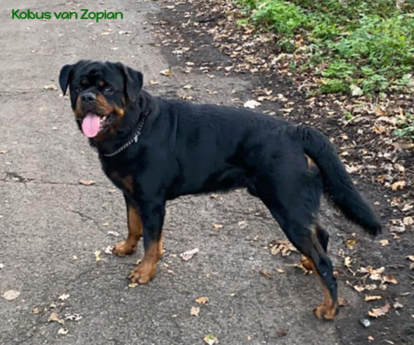 Kobus-van-Zopian