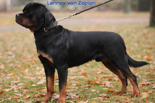 Lennox-van-Zopian