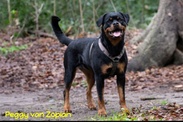 Peggy-van-Zopian