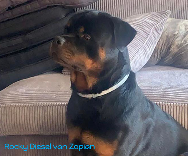 rocky-diesel-van-Zopian