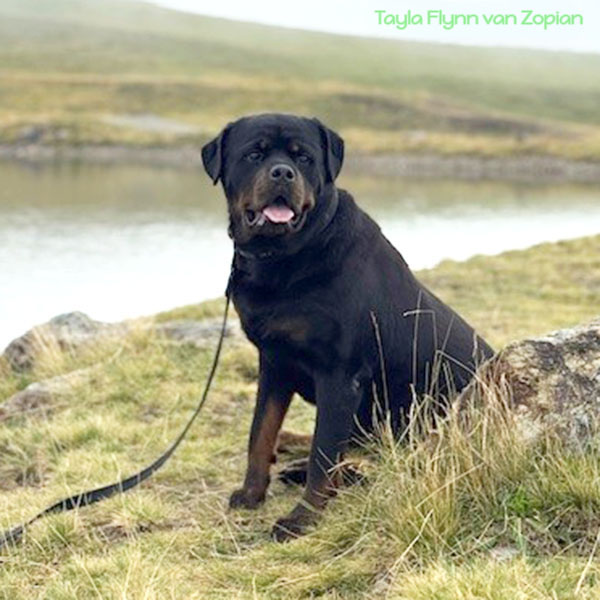 tayla-flynn-van-Zopian