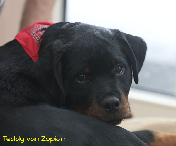 teddy-van-Zopian