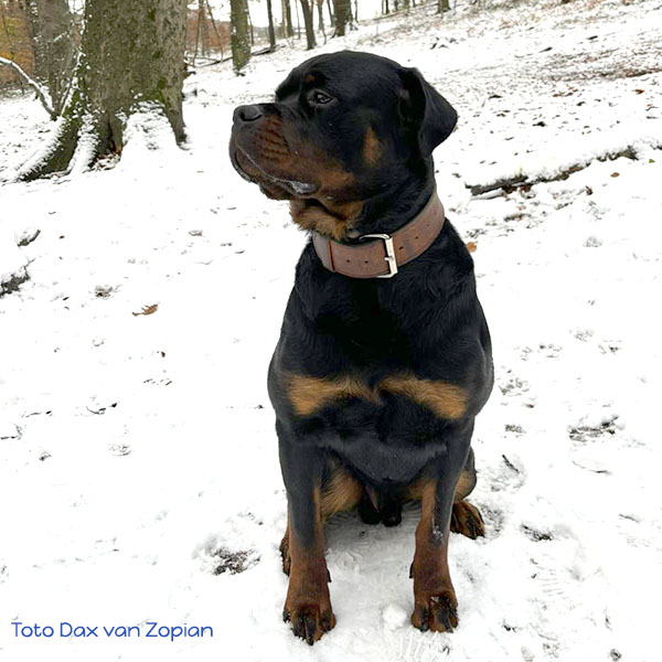toto-dax-van-zopian