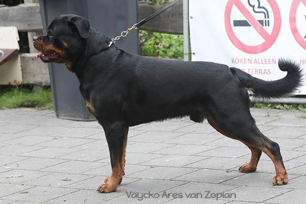 vaycko-ares-van-zopian